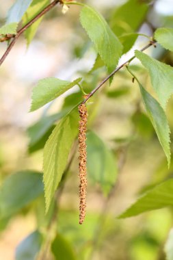 Huş kedicikler. Bahar. 