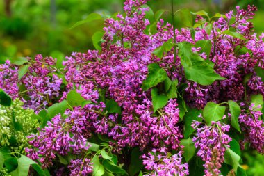 Leylak. Bahar bahçe. 