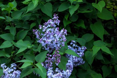 Leylak. Bahar bahçe. 