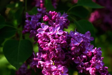 Leylak. Bahar bahçe. 