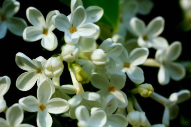 Leylak. Bahar bahçe. 