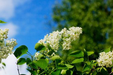 Leylak. Bahar bahçe. 