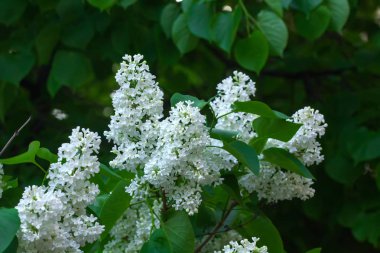 Leylak. Bahar bahçe. 