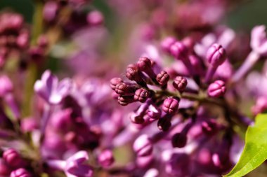 Leylak. Bahar bahçe. 