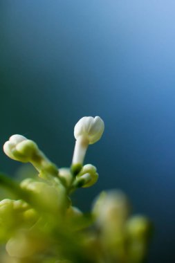 Leylak. Bahar bahçe. 