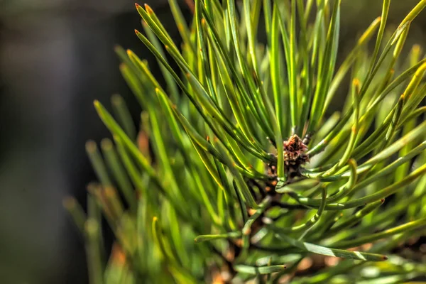 Pine. Young branches. — Stock Photo, Image