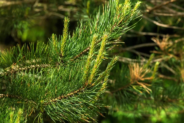 Pine. Young branches. — Stock Photo, Image