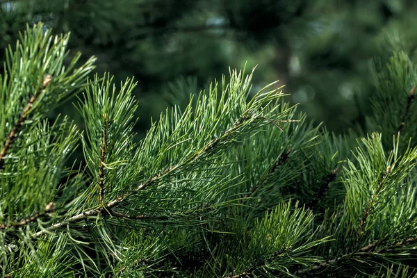 Pine. Young branches. — Stock Photo, Image