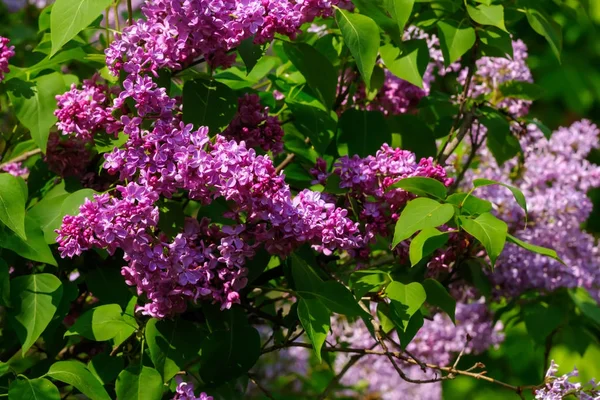 Flieder. Frühlingsgarten. — Stockfoto