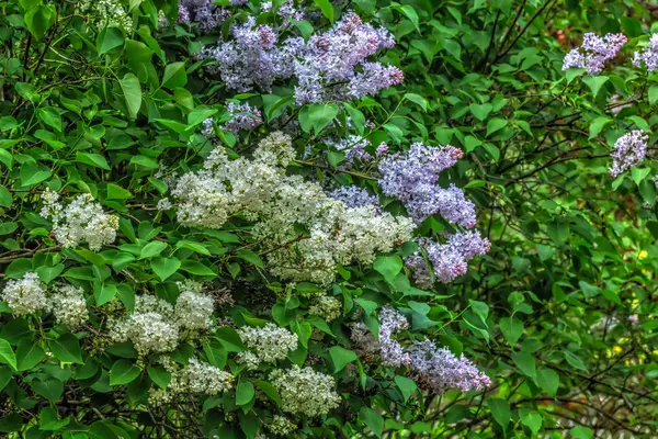 Du lilas. Jardin de printemps . — Photo