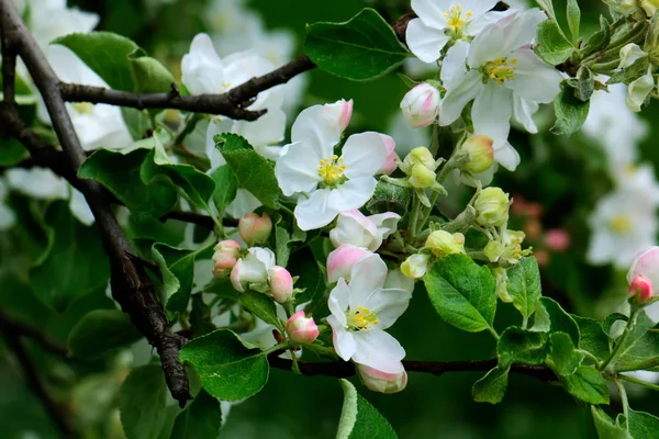 開花のアップル。春の庭. — ストック写真