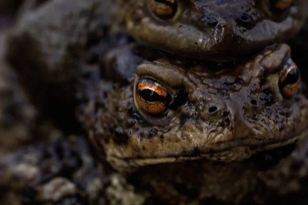 Two toads. Love. — Stock Photo, Image