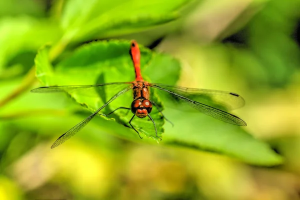 Velká vážka. Letní zahrada. — Stock fotografie