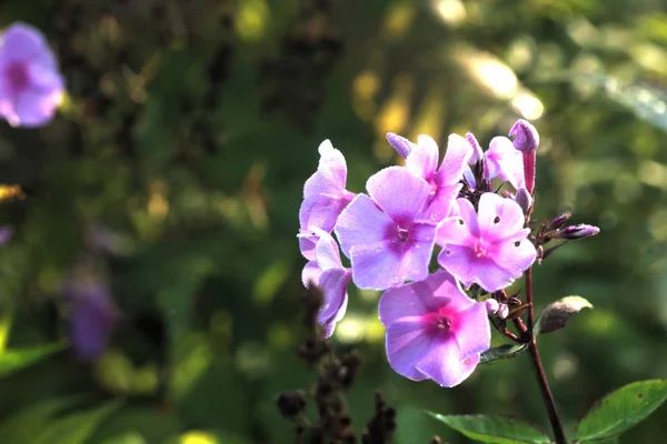 Phloxes. Kwiat ogród. — Zdjęcie stockowe