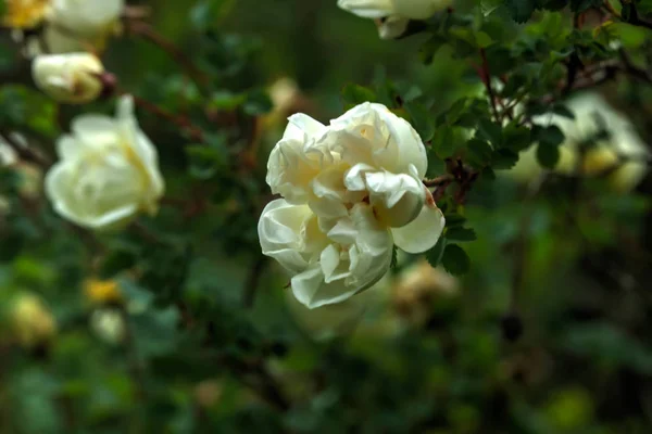 Rózsa virág. Kerti virág. — Stock Fotó