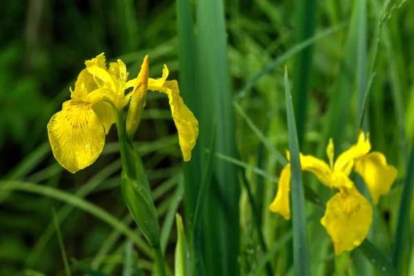 Iris. Summer flower. — Stock Photo, Image