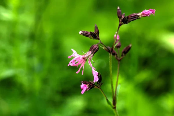 Adonis. Wild flower. — Stock Photo, Image