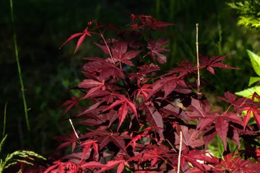 Japonca akçaağaç. Bahçe ağaç. 