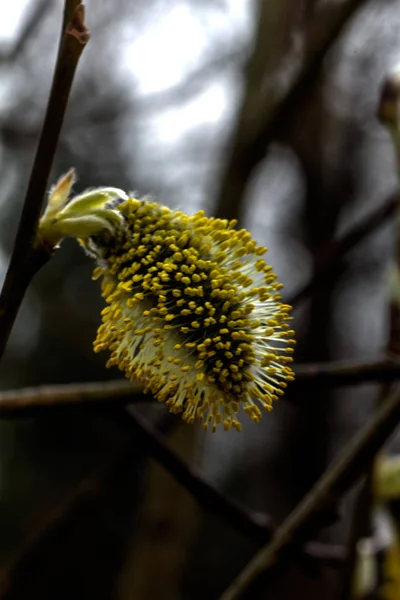 Flowers Pussy Willow Blooming Spring Forest — Stock Photo, Image