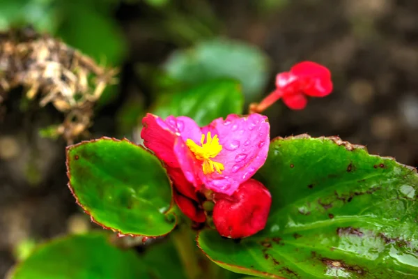 Begonia Blomman Växer Sommarträdgård — Stockfoto