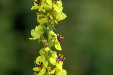 Bir yaz çayır üzerinde büyüyen sığırkuyruğu çiçeği.