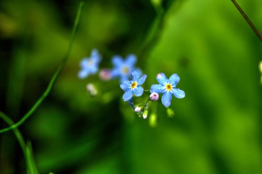 Bir yaz çayır üzerinde büyüyen unutma çiçek.