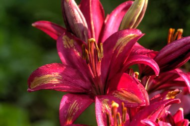 Bir yaz bahçede büyüyen bir kırmızı Zambak çiçeği.