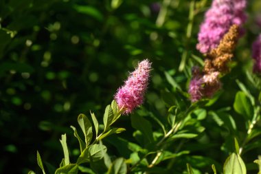 Bir yaz bahçede büyüyen bir erkeçsakalı billardii çiçek açması bush.
