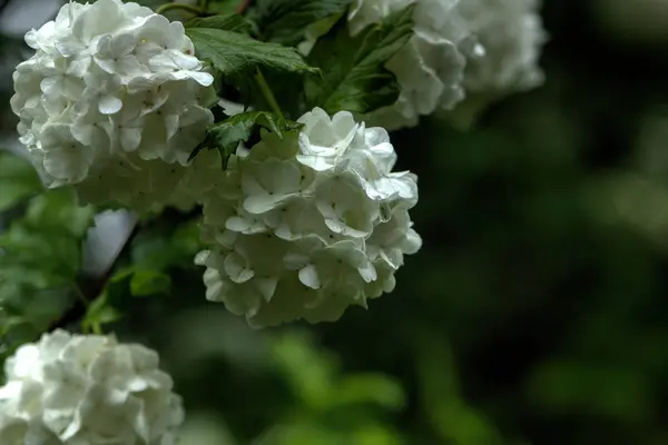 Viburnum Opulus Fleurs Poussant Dans Jardin Été — Photo