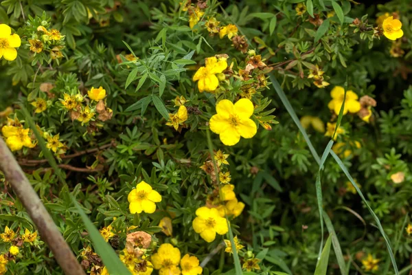 Fiore Argentato Che Cresce Giardino Estivo — Foto Stock