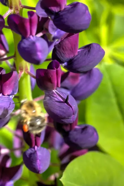 Vlčí Květinářství Letní Louka — Stock fotografie