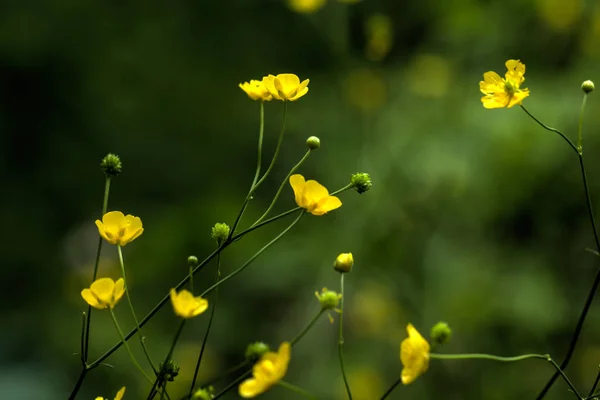 Buttercup Květinářství Letní Louka — Stock fotografie