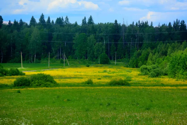 Jarní Louka Kvetoucí Motýli Jarní Louce — Stock fotografie