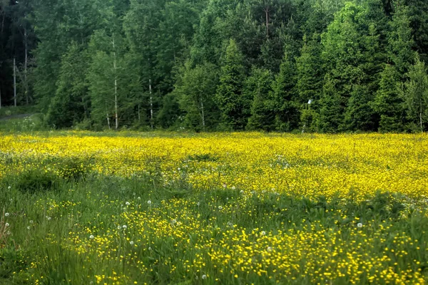 Eine Frühlingswiese Der Blühenden Ranunkeln Auf Einer Frühlingswiese — Stockfoto