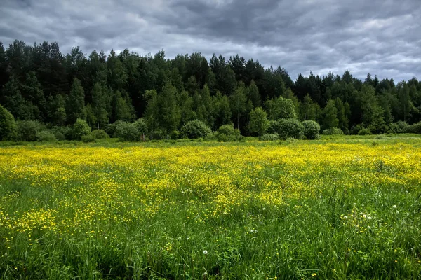 Pajiște Primăvară Buttercupilor Înfloritori Pajiște Primăvară — Fotografie, imagine de stoc