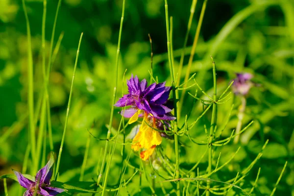 Pszeniec Pole Kwiat Kwiat Cowwheat Rosnących Letnia Łąka — Zdjęcie stockowe