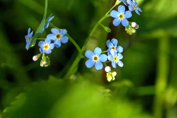 Die Vergissmeinnicht Blume Die Auf Einer Sommerwiese Wächst — Stockfoto