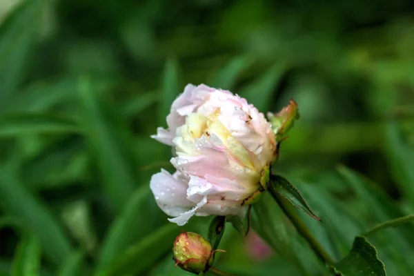 Цветок Торфа Растет Летнем Саду — стоковое фото