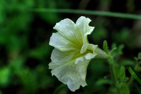 Квітка Петунії Росте Літньому Саду — стокове фото