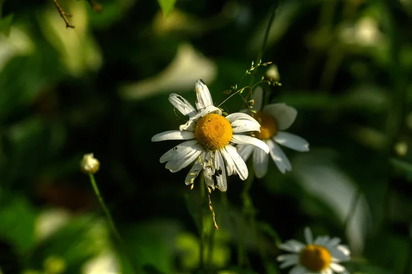 Fleur Camomille Poussant Sur Une Prairie Été — Photo