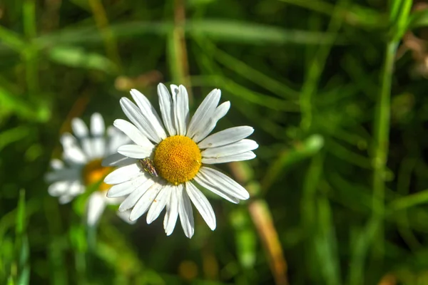 Heřmánek Květ Rostoucí Letní Louka — Stock fotografie
