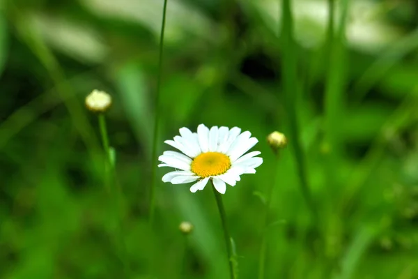 Heřmánek Květ Rostoucí Letní Louka — Stock fotografie