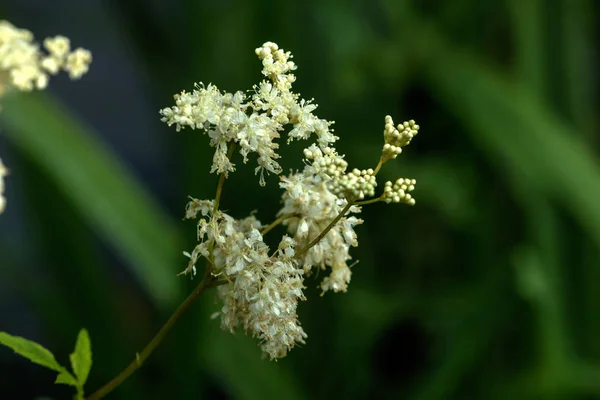 Meadowsweet Λουλούδι Αυξάνεται Ένα Λιβάδι Καλοκαίρι — Φωτογραφία Αρχείου