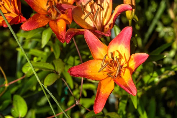 Kwiat Ozdobny Lilii Rosnących Ogrodzie Letnim — Zdjęcie stockowe