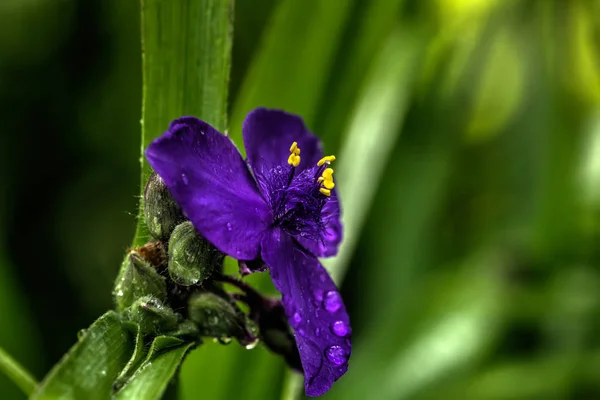 Ένα Λουλούδι Από Tradescantia Αυξάνεται Έναν Θερινό Κήπο — Φωτογραφία Αρχείου