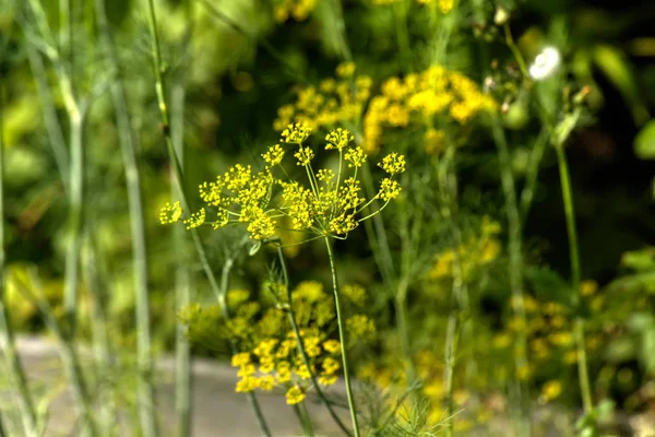 Una Flor Del Hinojo Creciendo Huerto Verano — Foto de Stock