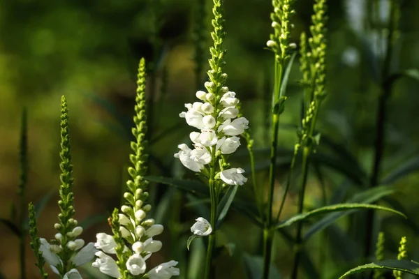 Flower Physostegia Growing Summer Garden — Stock Photo, Image