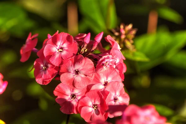 Fleur Cultivée Fleur Phlox Rouge Poussant Dans Jardin Été — Photo