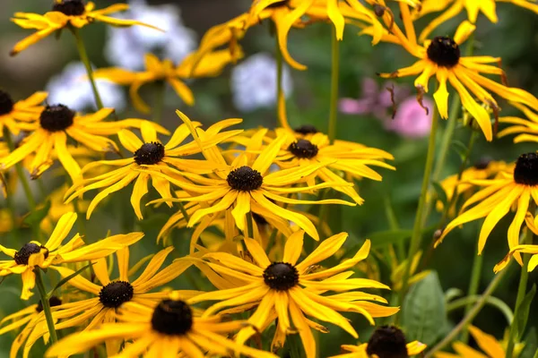 Rudbeckia Fulgida Kwiatowa Kwiat Genialny Jeżówki Rosnące Ogrodzie Letnim Obrazy Stockowe bez tantiem