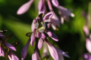 Bir yaz bahçesinde büyüyen bir çiçek hosta.